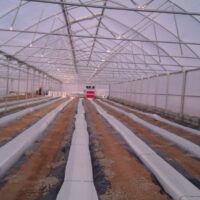 Greenhouse bed