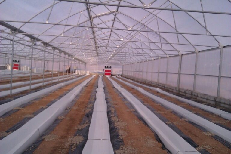 Greenhouse bed